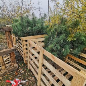 Photo des arbres livrés entreposés dans des caisses en bois