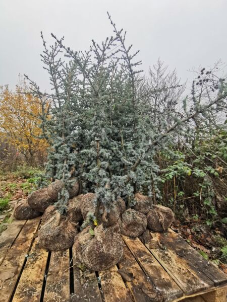 Plusieurs arbres posés sur une palette en bois et pas encore plantés