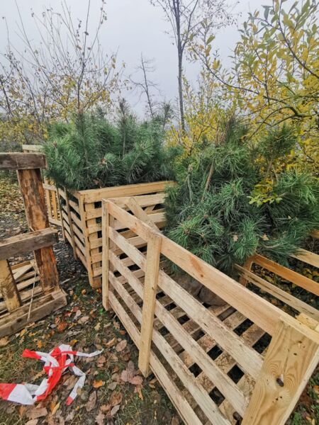 Photo des arbres livrés entreposés dans des caisses en bois